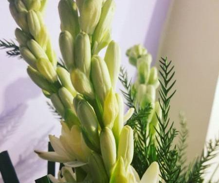 عکس از گل های مریم