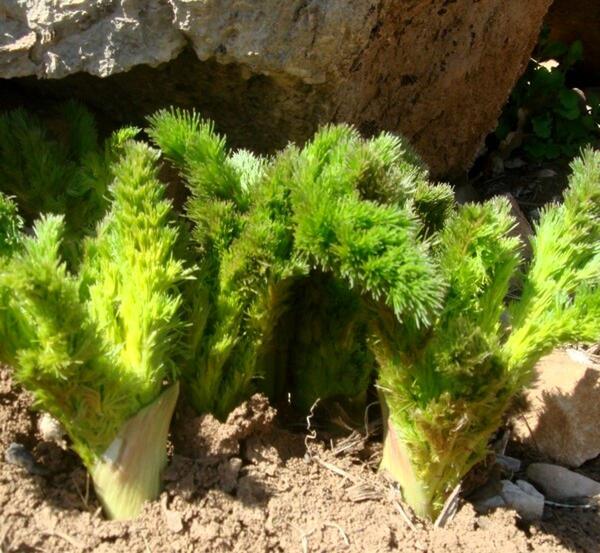 عکس بوته کرفس