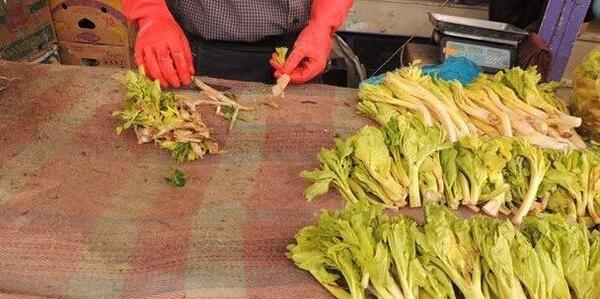 دانلود عکس کرفس کوهی