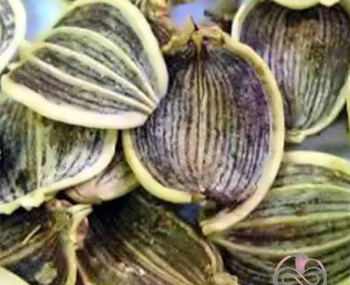 دانلود عکس کرفس کوهی