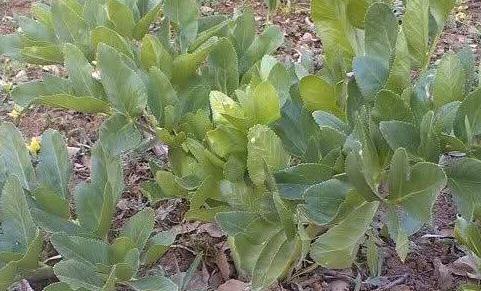 دانلود عکس کرفس کوهی