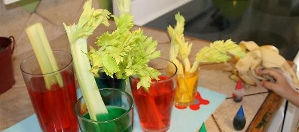 عکس کرفس رنگی