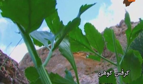 عکس گیاه کرفس وحشی