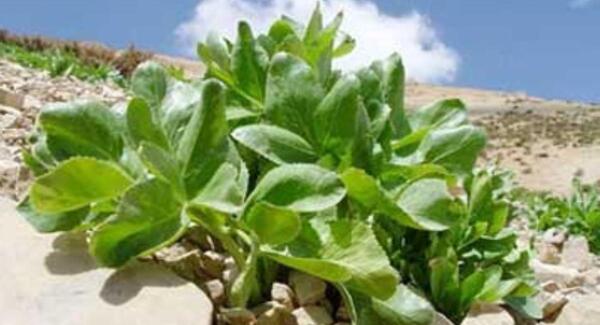 عکس گیاه کرفس وحشی