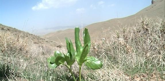 عکس گیاه کرفس وحشی