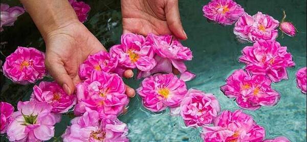 عکس گلاب کعبه