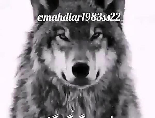 عکس گرگ پرسپولیسی