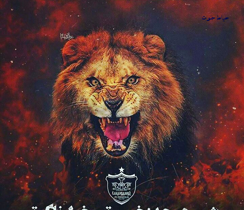 عکس گرگ پرسپولیسی