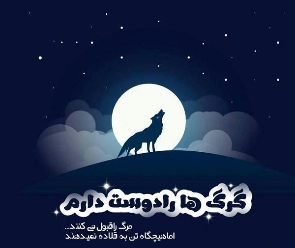 عکس گرگ پروفایلی