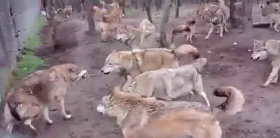 عکس حمله گرگ