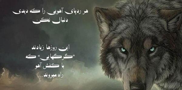 عکس گرگ صفت