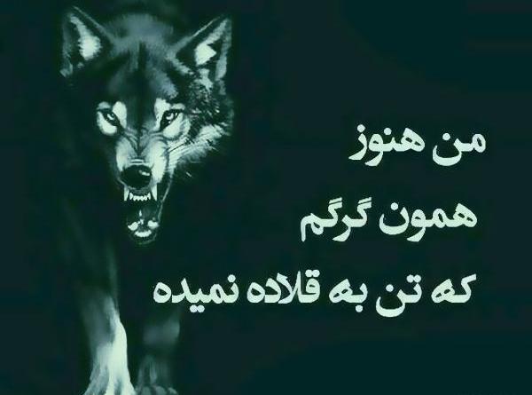 عکس گرگ صفت