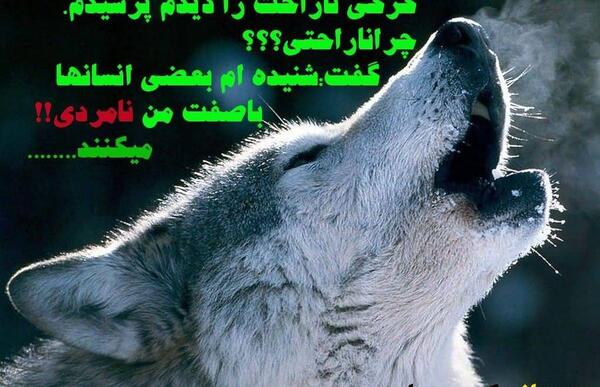 عکس گرگ عاشق