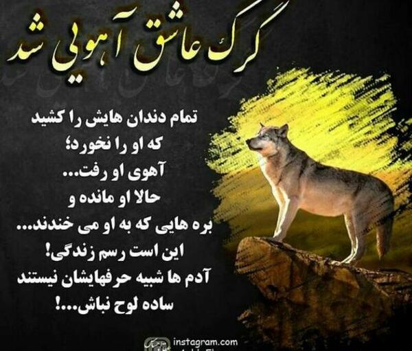 عکس گرگ عاشق