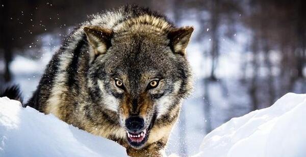عکس گرگ گرسنه