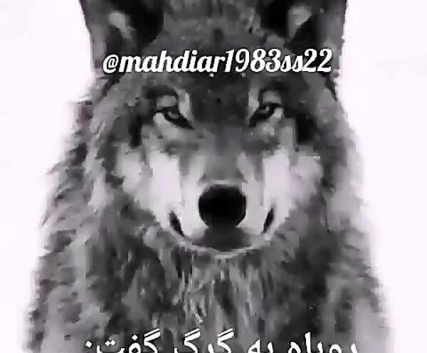 عکس گرگ لاتی برای پروفایل