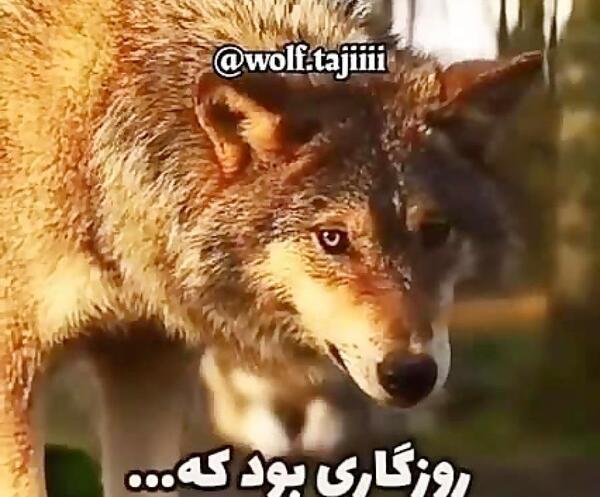عکس گرگ لاتی برای پروفایل
