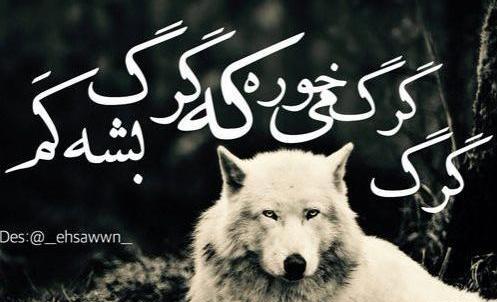 عکس گرگ لاتی برای پروفایل