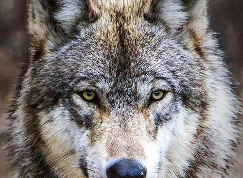 عکس گرگ ها
