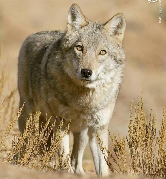 عکس گرگ ها
