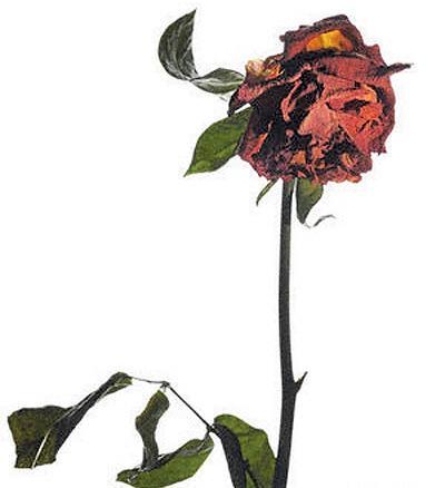 عکس گل رز پژمرده
