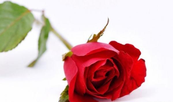 عکس گل رز پژمرده