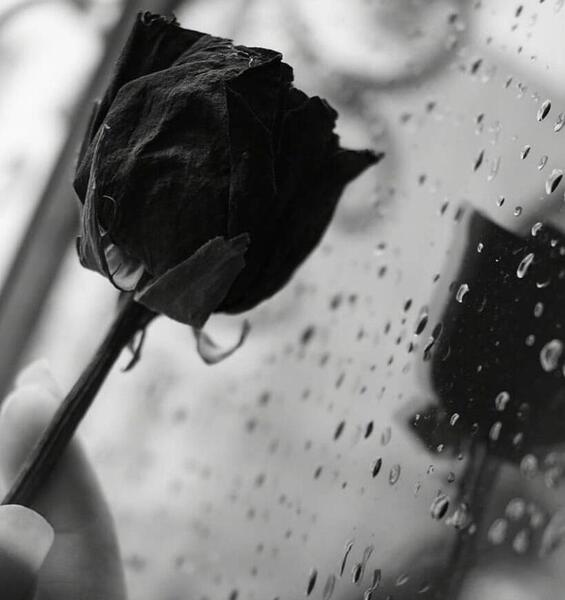 عکس گل رز پژمرده