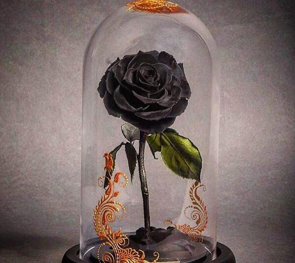عکس گل رز پژمرده