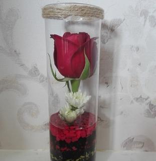 عکس گل رز تو شیشه