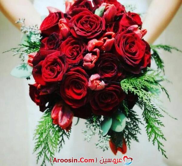 عکس گل رز جیگری