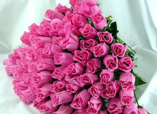 عکس گل رز جیگری