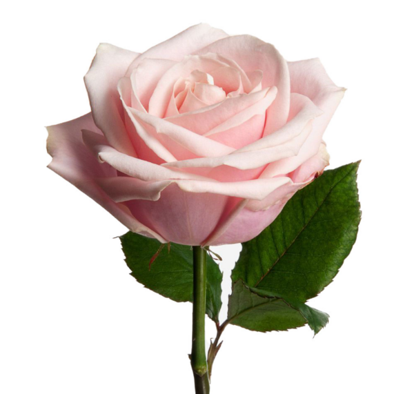 عکس گل رز جیگری