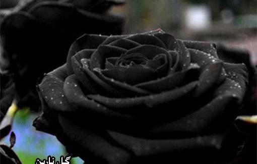 عکس گل رز سیاه نماد چیست