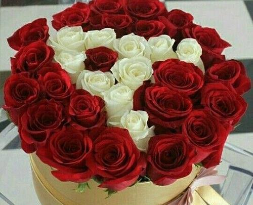 عکس گل رز حرف a