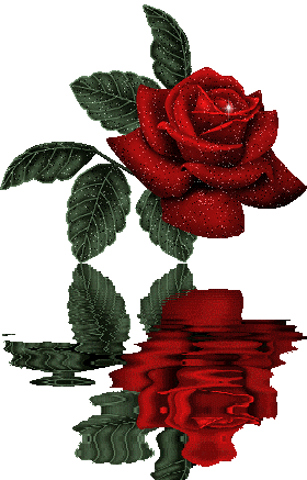 عکس حرکتی گل رز
