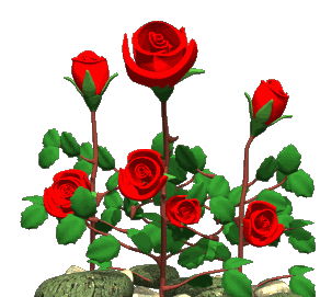 عکس حرکتی گل رز