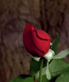 عکس حرکتی گل رز