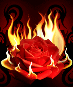 عکس حرکتی گل رز