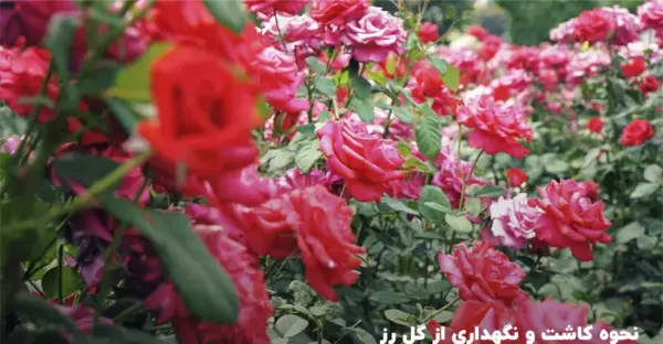 عکس گل رز خاردار