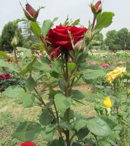 عکس گل رز خاردار