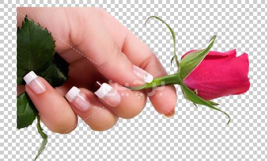 عکس گل رز در دست