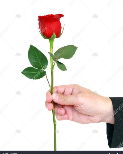 عکس گل رز در دست