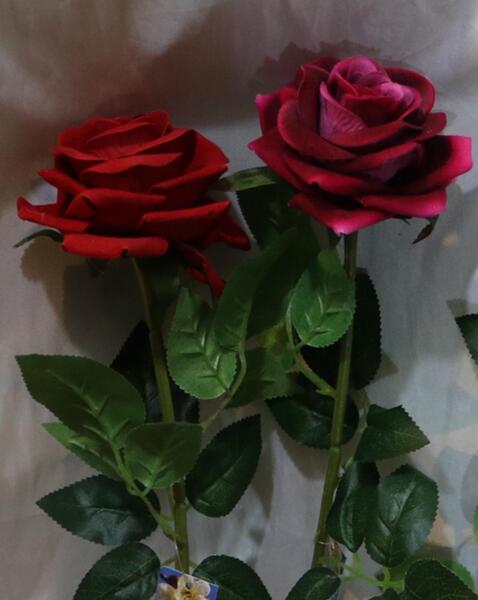 عکس گل رز رنگی