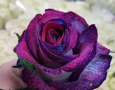 عکس گل رز رنگی