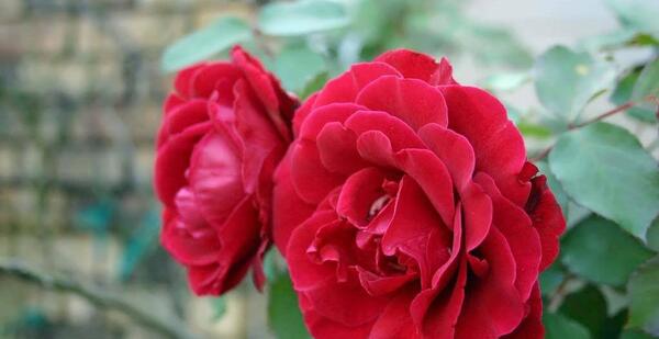 عکس گل رز رونده