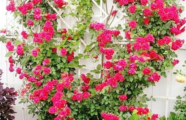 عکس گل رز رونده