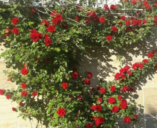 عکس گل رز رونده