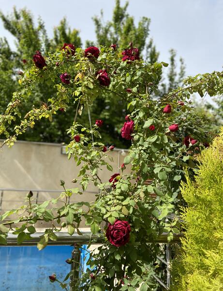 عکس گل رز رونده