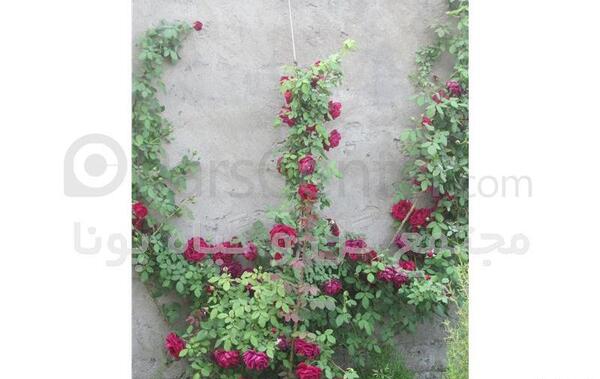 عکس گل رز رونده