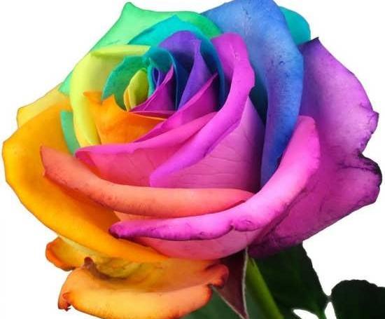 عکس گل رز رنگی برای پروفایل